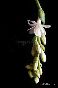 augmented_Polianthes tuberosa flower11_rotated_180.jpeg
